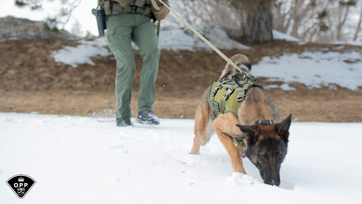 Can Dogs Track Scent In Snow
