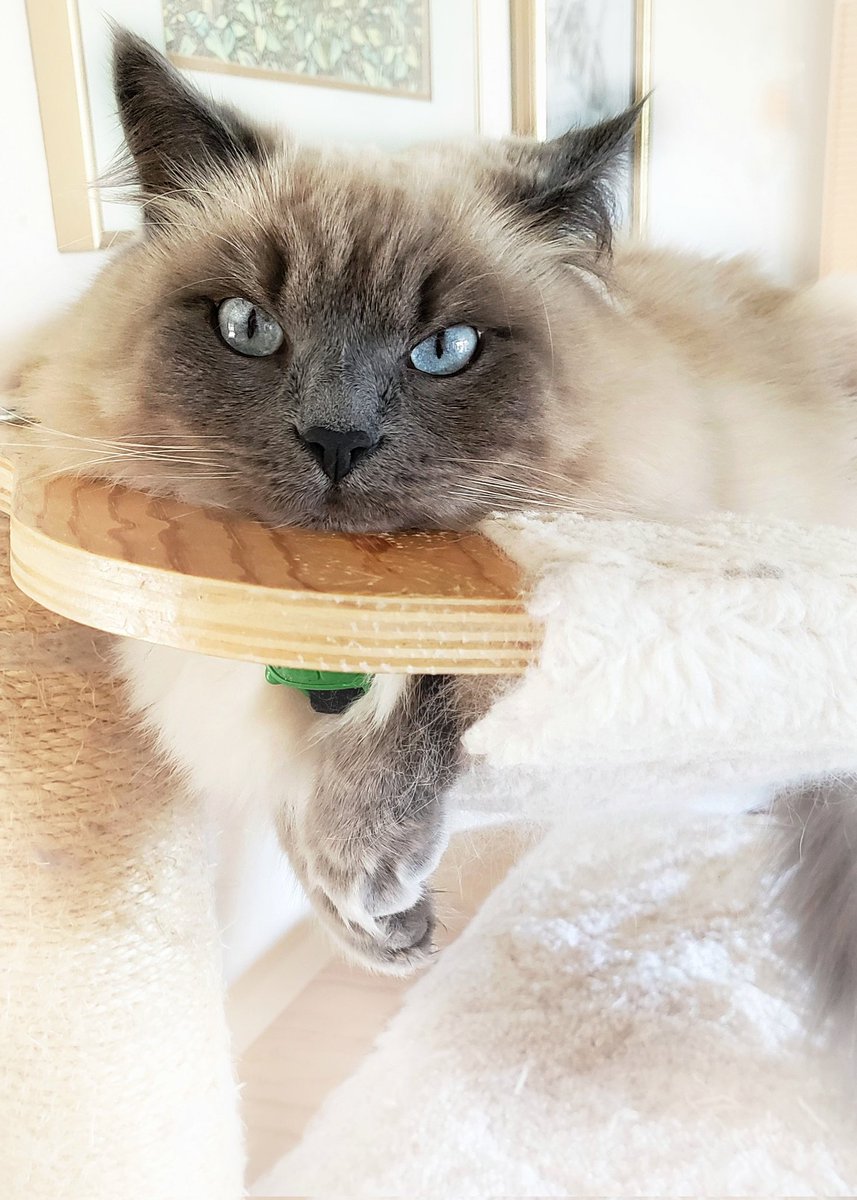 LoveCatsBox's tweet photo. And then there was that time when I was too tired to even lift my head up... Until mum called Treats in the Kitchen 🐟 Happy Tuesday All! 😽 KissaKuu 💕
#tuesdayvibe #CatsOnTwitter #cats #CatsofTwittter #timetogetmoving https://t.co/37EqFZ9RQ9