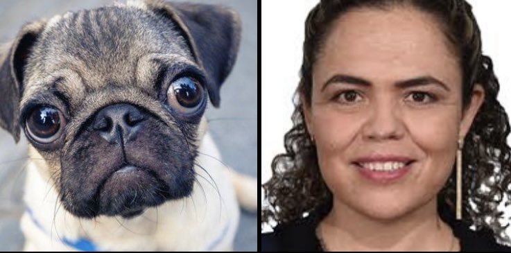 javierpbn_'s tweet image. Tipos de pug!