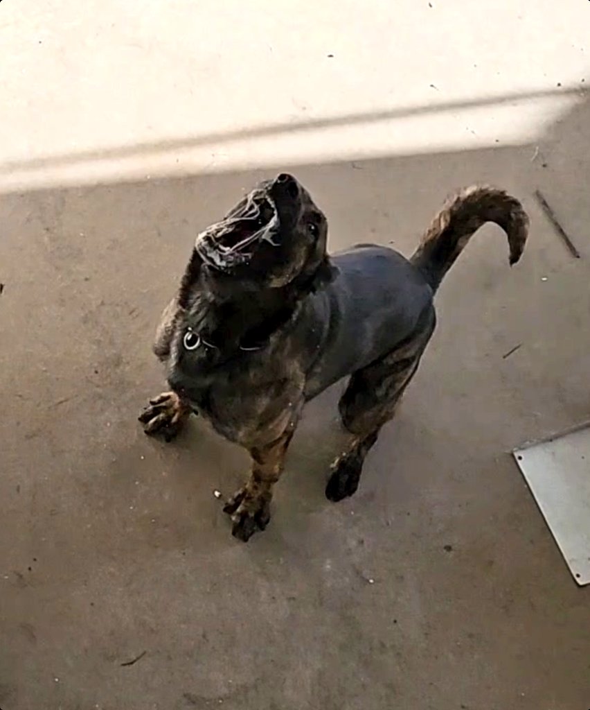 Hiding 15ft off the ground, in the roof space, doesn't stop the Moose finding you!!