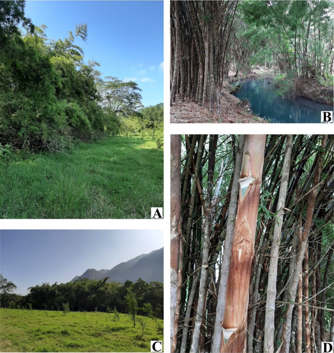 ruizlalo's tweet image. Luz&apos;s thesis first paper is online in Aquatic Botany.
Rivers as Corridors for Gene Flow of the Neotropical Bamboo Guadua velutina
sciencedirect.com/science/articl… 
#Guadua #GeneFlow #Rivers #HuastecaPotosina #SanLuisPotosi #Mexico