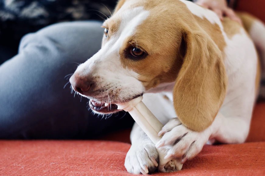 Luxuryyy_ugc's tweet photo. Does your fur baby like to chew ❔

This brand is known for their Long lasting chews made from 100% real beef hide 🤩

 They’re actively looking for #UGC Creators✅

1 Video x 4 Photos 📸 

PAID + GIFTED Collab💰

Comment “🦴” if interested 

#UGCopportunity #ugccommunity https://t.co/FFy7xHvVPl