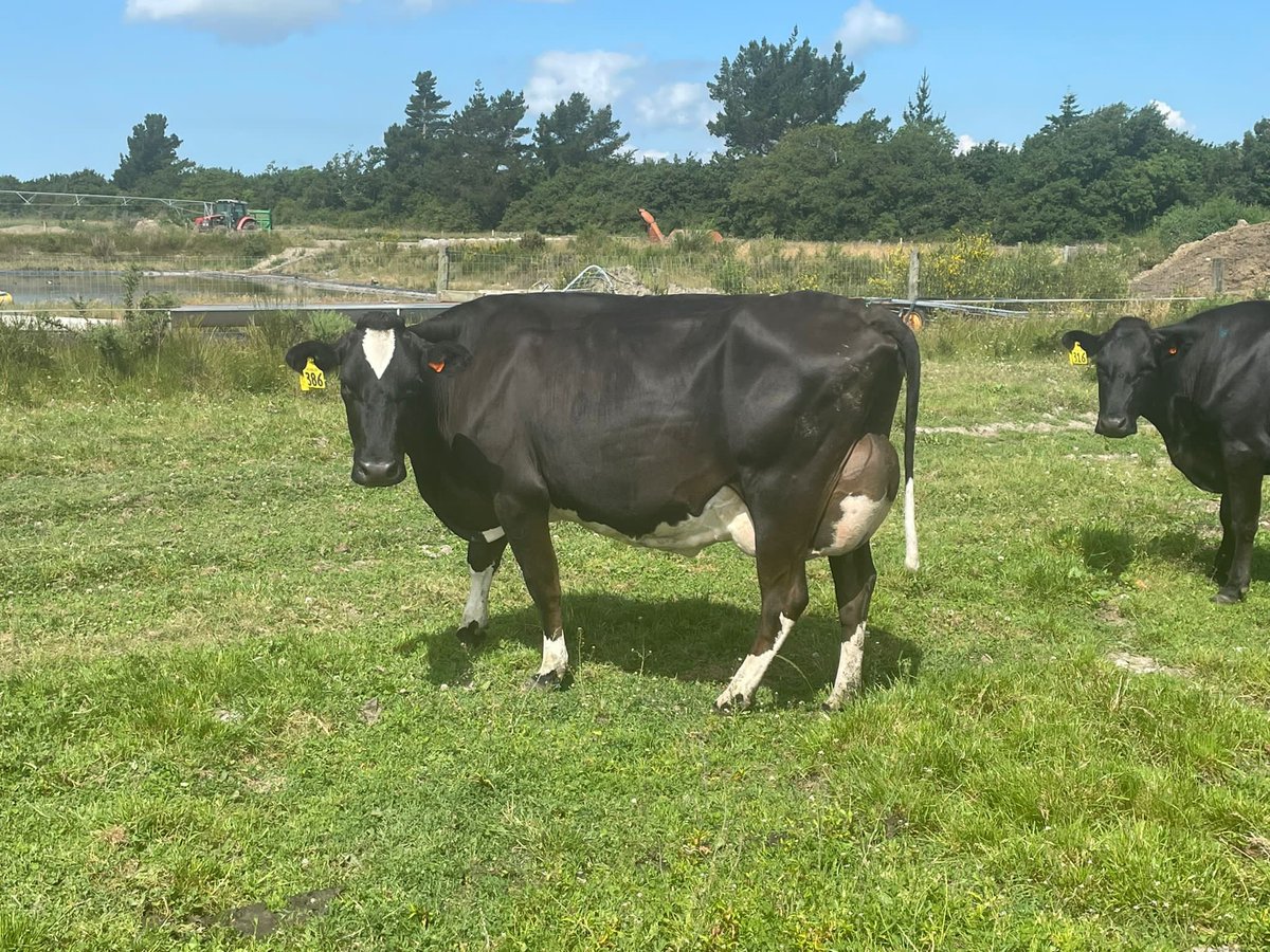 Adrian Young tweet media