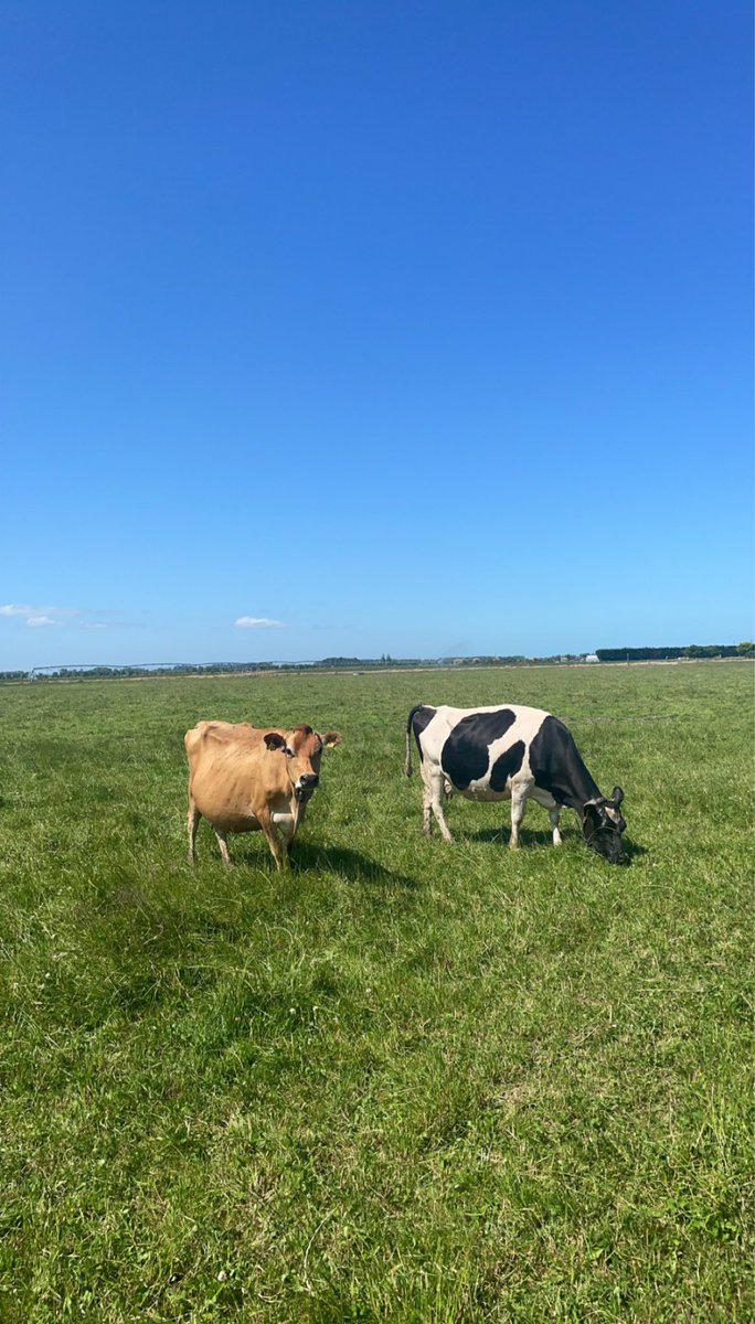 Adrian Young tweet media