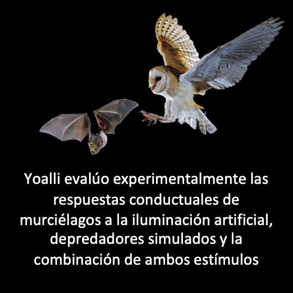 LABEC_IPN's tweet photo. ¡¡¡Felicidades Yoalli!!! 💪🏽🍾🎉👏🏼🙌🏼 @yoalli_z_solis 🦇🦇🦇 https://t.co/N9dMbCE1be