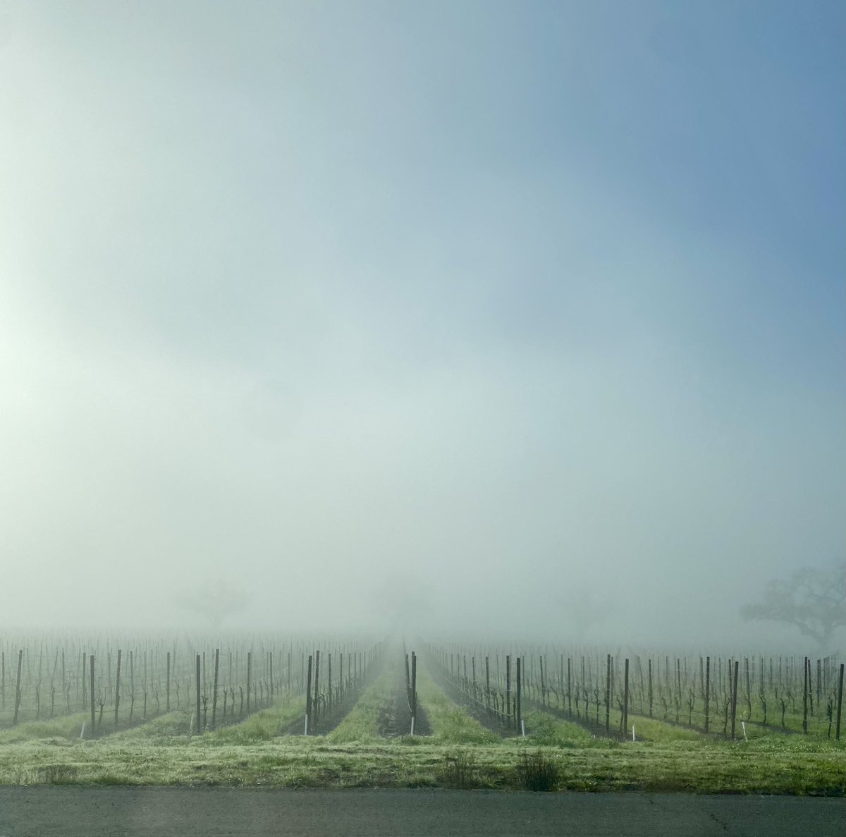 Good Morning from the 
Russian River Valley 🌫️