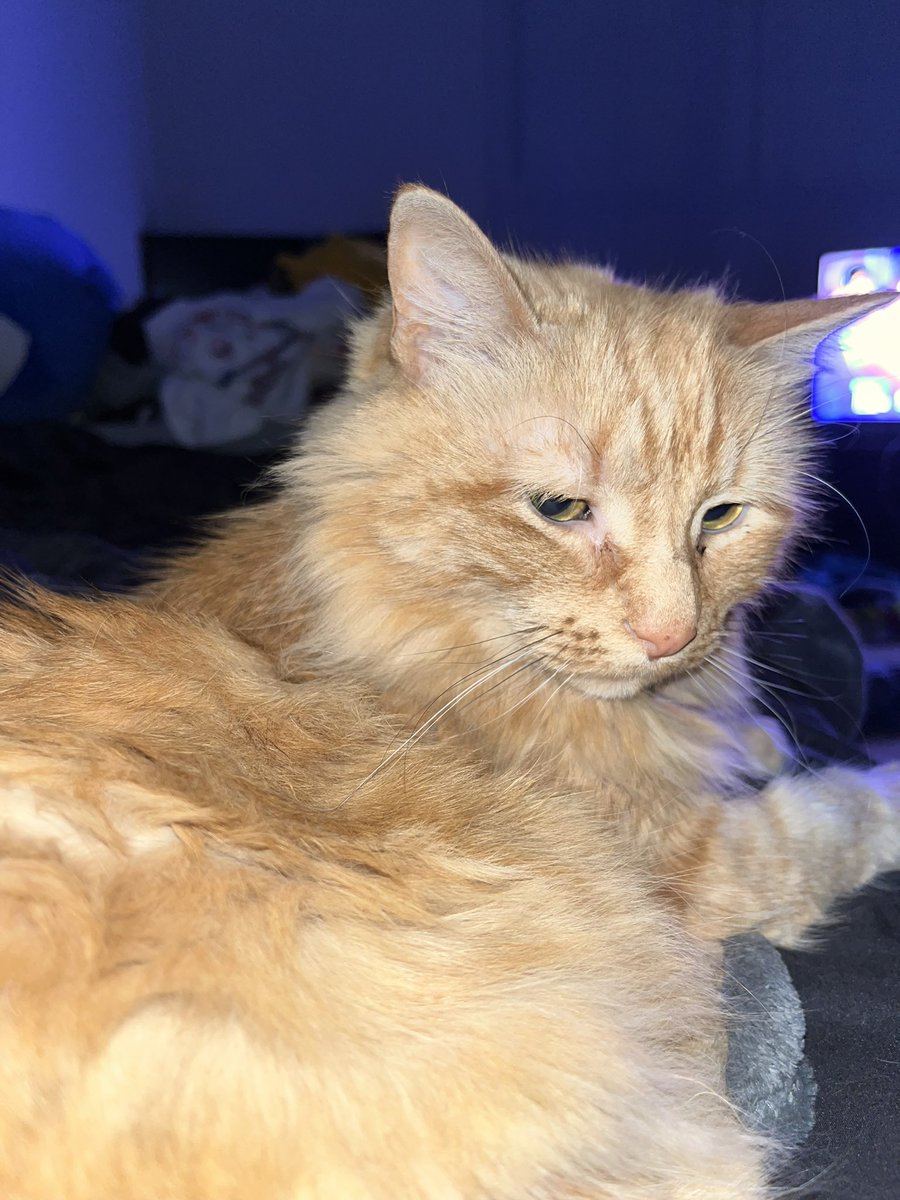 racboybar's tweet photo. as an apology for only tweeting on @boundenvelope here’s a photo of my cat https://t.co/SAUS70CjWM
