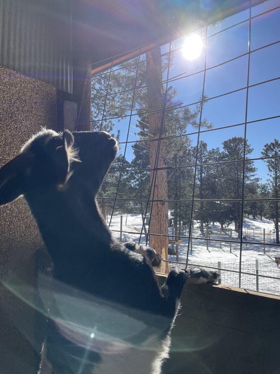 Plants and animals have a lot of wisdom to impart to those able to receive. ☀️🙏🥰
#goats #sunsalutation