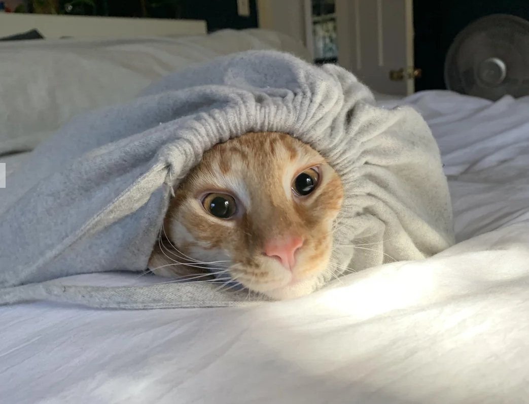 hungrystewie's tweet photo. stay warm humans https://t.co/JibVz3EJ3U
