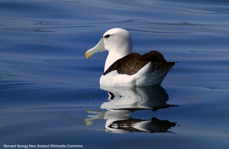 IBIS_journal's tweet image. Population assessment of White-capped Albatrosses Thalassarche steadi in New Zealand | tandfonline.com/doi/abs/10.108… | @EMUJournal | #ornithology #seabirds