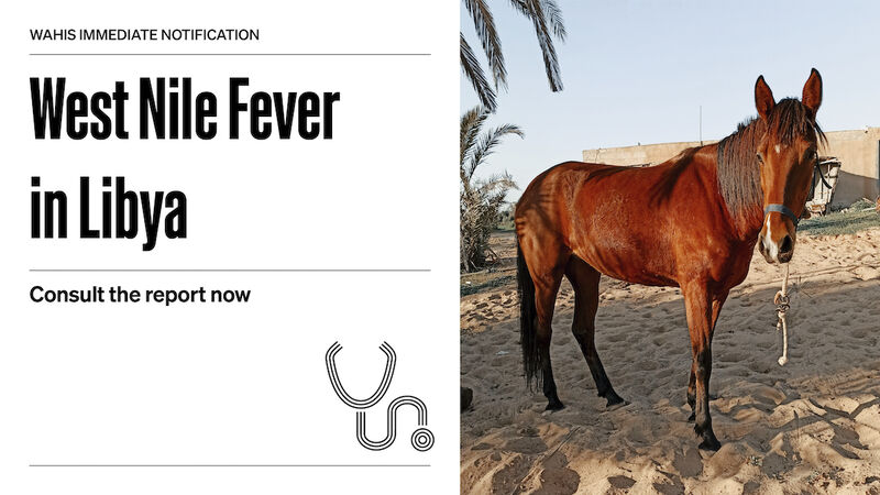 Are you keeping up with the latest outbreaks?  #DYK there's West Nile in Libya (ow.ly/9yc150MCYSh), AI in the Philippines (lnkd.in/eDdimsBR), and Trichinella in Norway (lnkd.in/efQSxeP7)?  Check out #WAHIS to be the first to know! wahis.woah.org/#/event-manage…