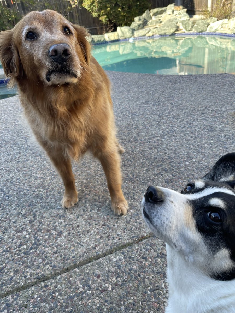 What do you mean it’s too cold to swim? #Californiadogs #dogissues