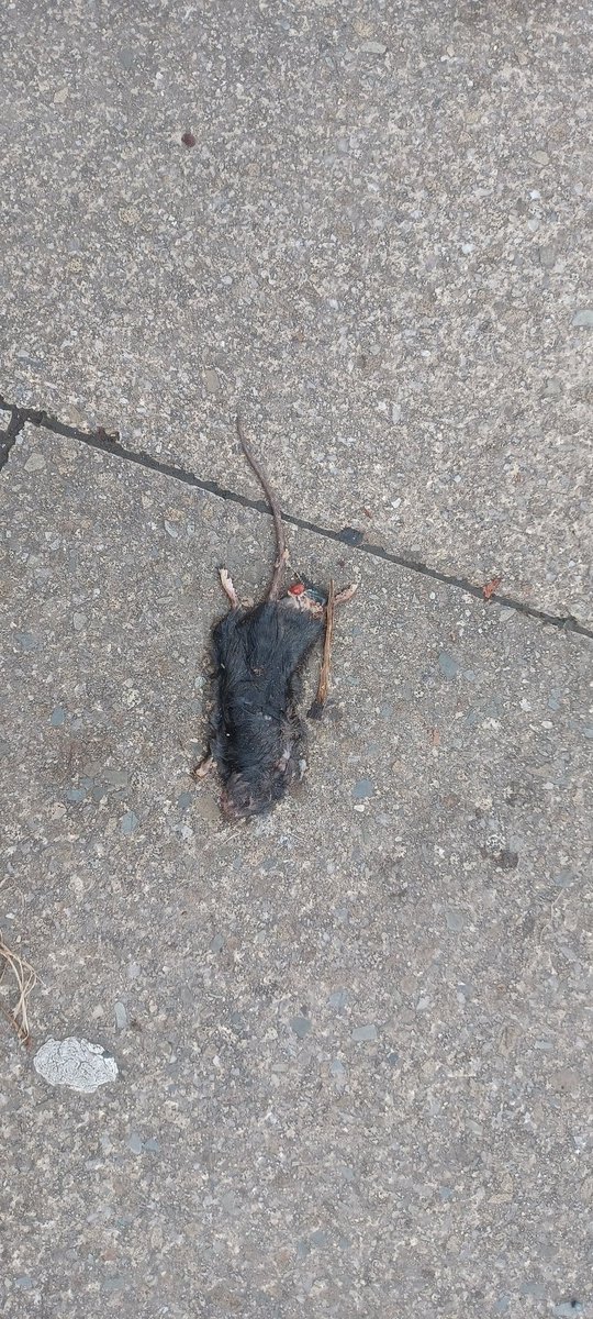 ah960586's tweet photo. @BioDataCentre black rat???
Limerick City. https://t.co/iQb3reTOBY