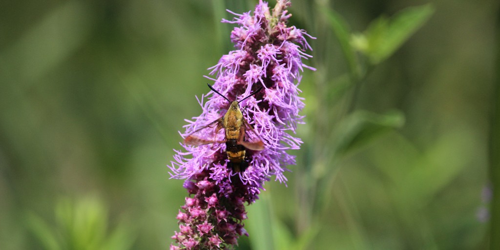 PowellGardens's tweet photo. How does the winter season affect a physically small and species rich group of animals, the insects? Read the latest #ConservationCorner at https://t.co/cTGOBSiSQo.
📸:Chewing moth on blazing star. https://t.co/U2nL9YLAgh