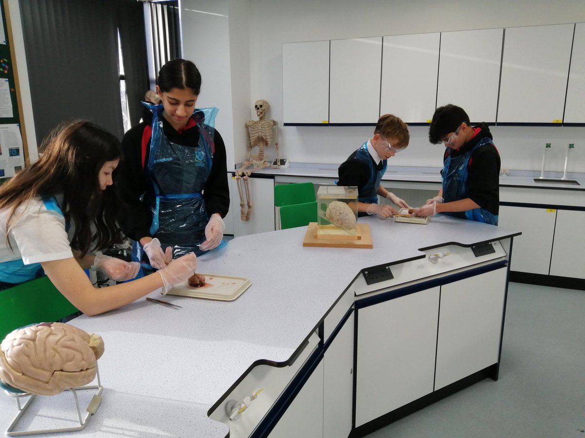 Biology_NHS's tweet photo. Year 10 Biologists carried out a delicate and challenging dissection of the brain as part of their nervous system topic 🧠 https://t.co/DHdY2ZloMA