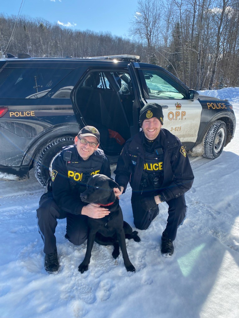 OPP_ER's tweet photo. #BancroftOPP located this guy wandering around on the road. He has been taken to the Municipal Dog Pound. ^jd https://t.co/ARwY7nv0OO