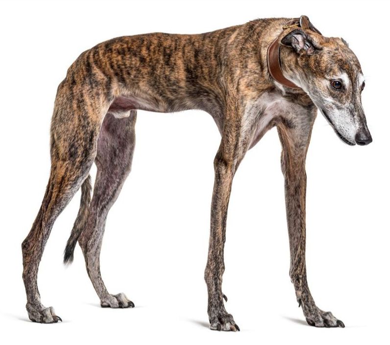 SOS Levrieri tweet media