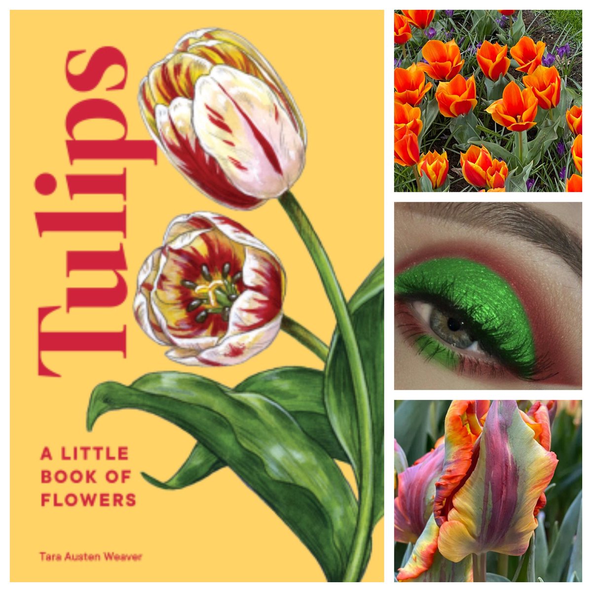 GreenEyedGarden's tweet image. This is honestly the best book on tulips — it’ll be a centerpiece of the two gardening talks I’m giving this spring about flower bulbs. And it’s available today. #Tulips @tea_austen ⭐️⭐️⭐️⭐️⭐️ #NetGalley #SasquatchBooks