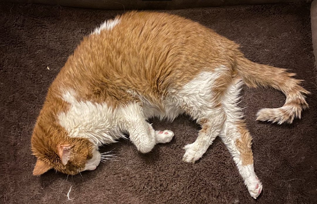 #CatsOfTwitter  #oldercats 
Soon time to cut the nails of this 17 year old. He is blind but still doing well, finds his bed, finds the litter, finds his food, loves the hugs, minutes of nose kisses