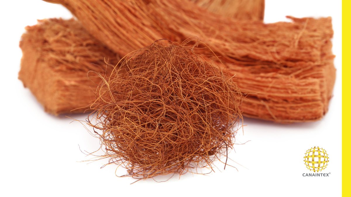CANAINTEX_MX's tweet photo. 📌La fibra de coco es una de las fibras naturales más fuertes, además de ser resistente a los microbios.☝🤓
Esta fibra se utiliza como insumo en la Industria Textil para fabricar cuerdas, redes de pesca, tejidos y tapetes. 😱

#IndustriaTextil  #IngenieríaTextil #FibradeCoco https://t.co/7iggsR4umr