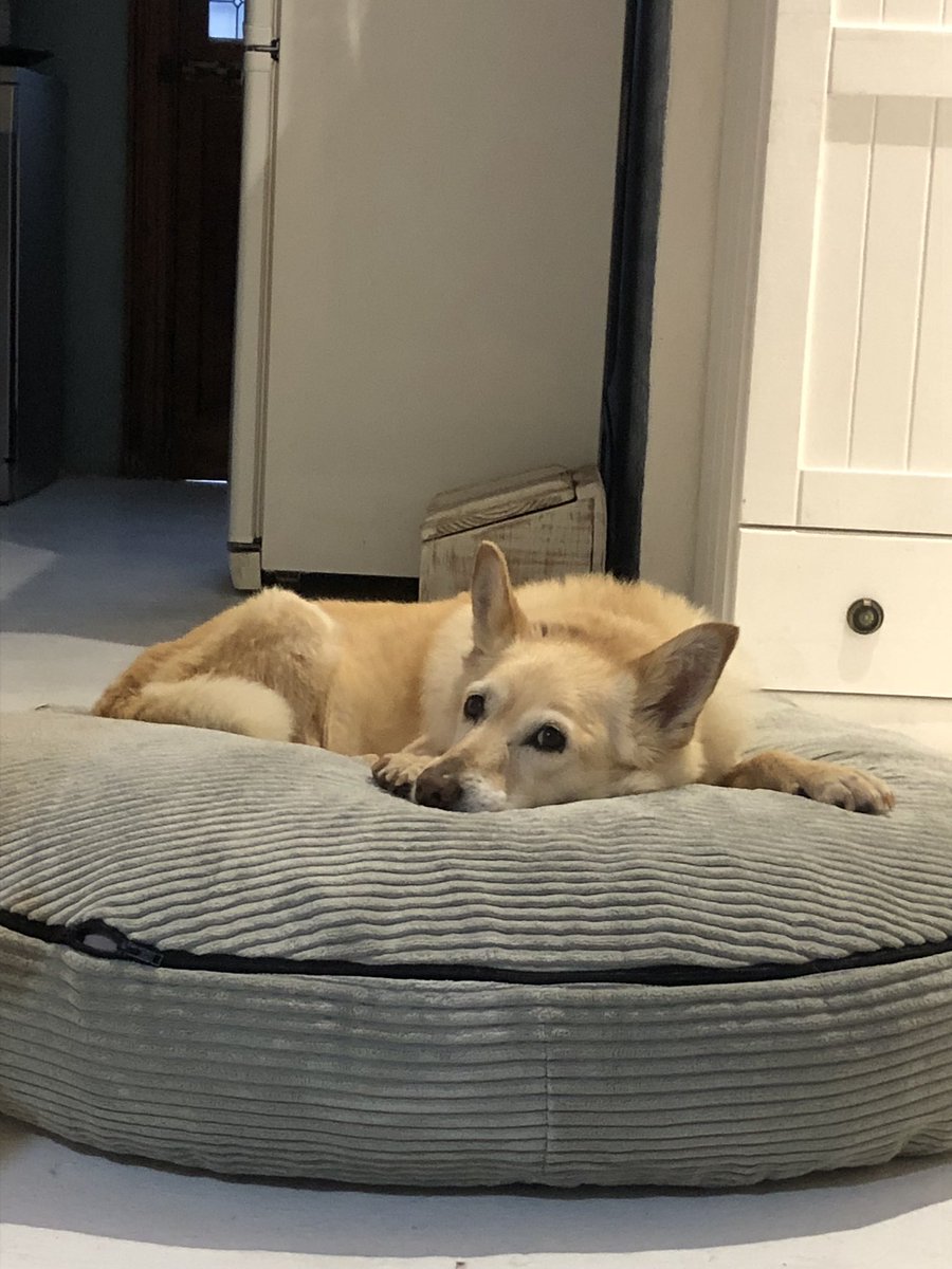 SueUllyett's tweet image. I have my own yoga dog @yogawithadriene ♥️

#yogadog #mybenji #yogawithadriene #30daychallenge