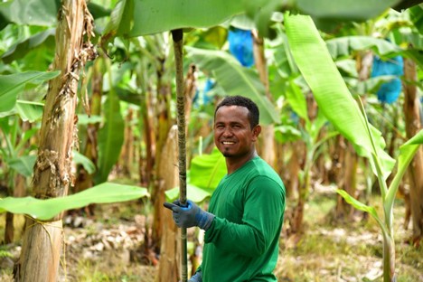 Faced with the 1st record of Fusarium TR4 in the country in Aug 19, <a href="/AuguraColombia/">Augura</a> <a href="/ICACOLOMBIA/">ICA Colombia</a> &amp; <a href="/MinAgricultura/">Min. de Agricultura</a> defined actions to strengthen biosecurity protocols in exporting regions, where about US$5 million has been invested <a href="/FreshPlaza_com/">FreshPlaza</a> read tinyurl.com/3yrmj54m