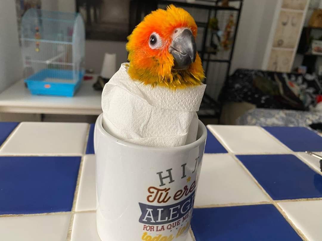 He wrapped because he was naughty🤣🤣
t.ly/_Wko
#sunconures #sunconure #conure #conurelove