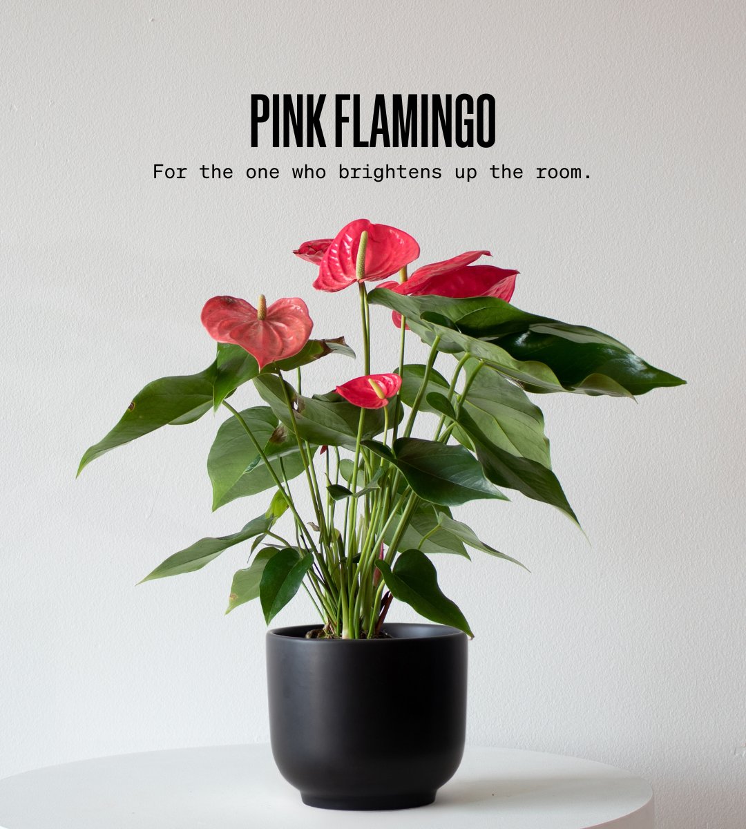 Léon & George tweet media