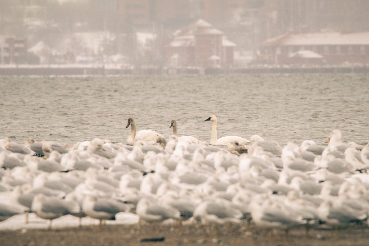 sofirosebud's tweet photo. @BraydenCreation Swans vs. seagulls in #presqueislestatepark https://t.co/uJ3TbP10qa