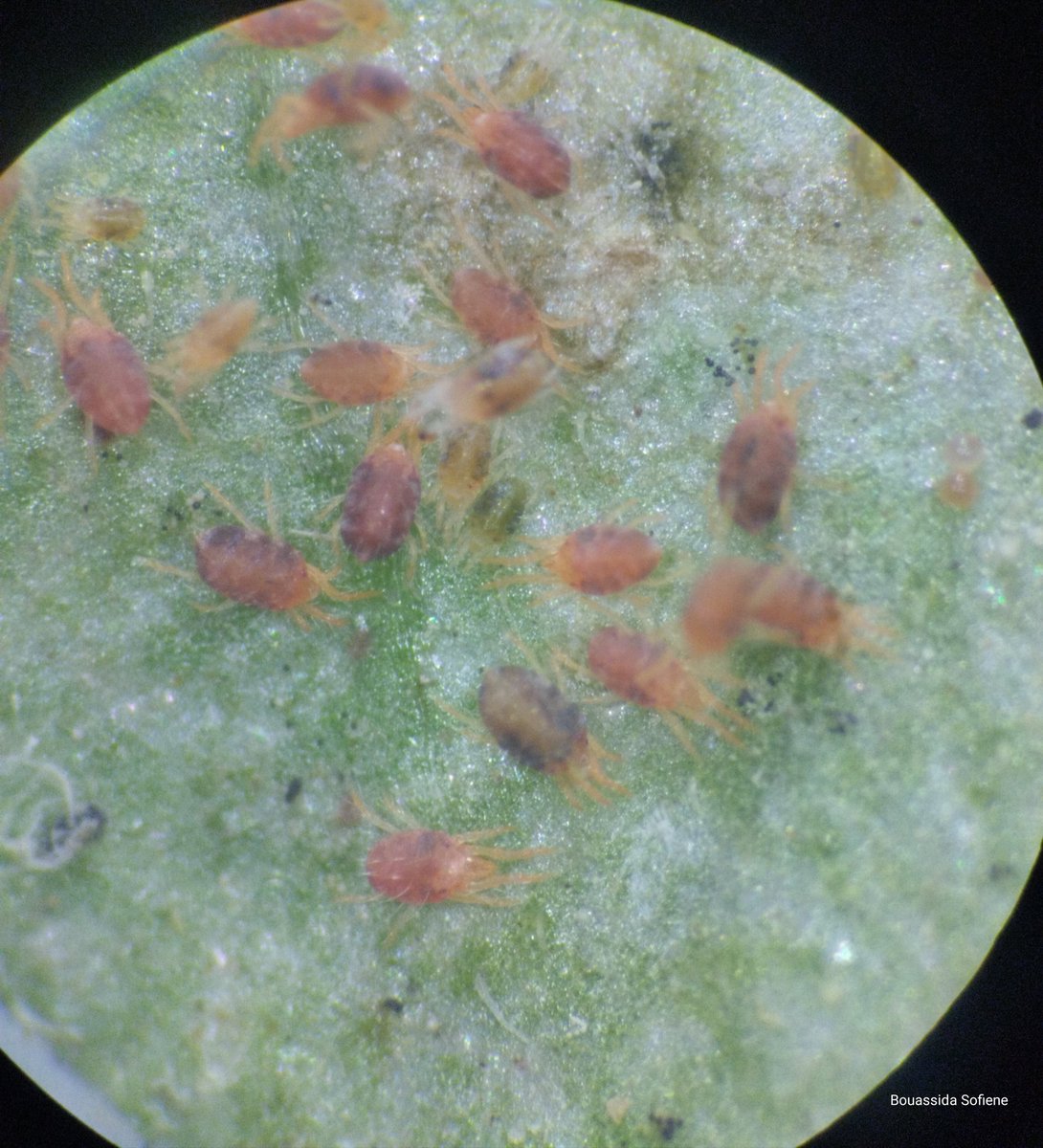 Une espèce d'acarien sur les feuilles d'un adventice avec les oeufs en présence d'une larve d'autre insecte 
#acarology #agriculture
#weed