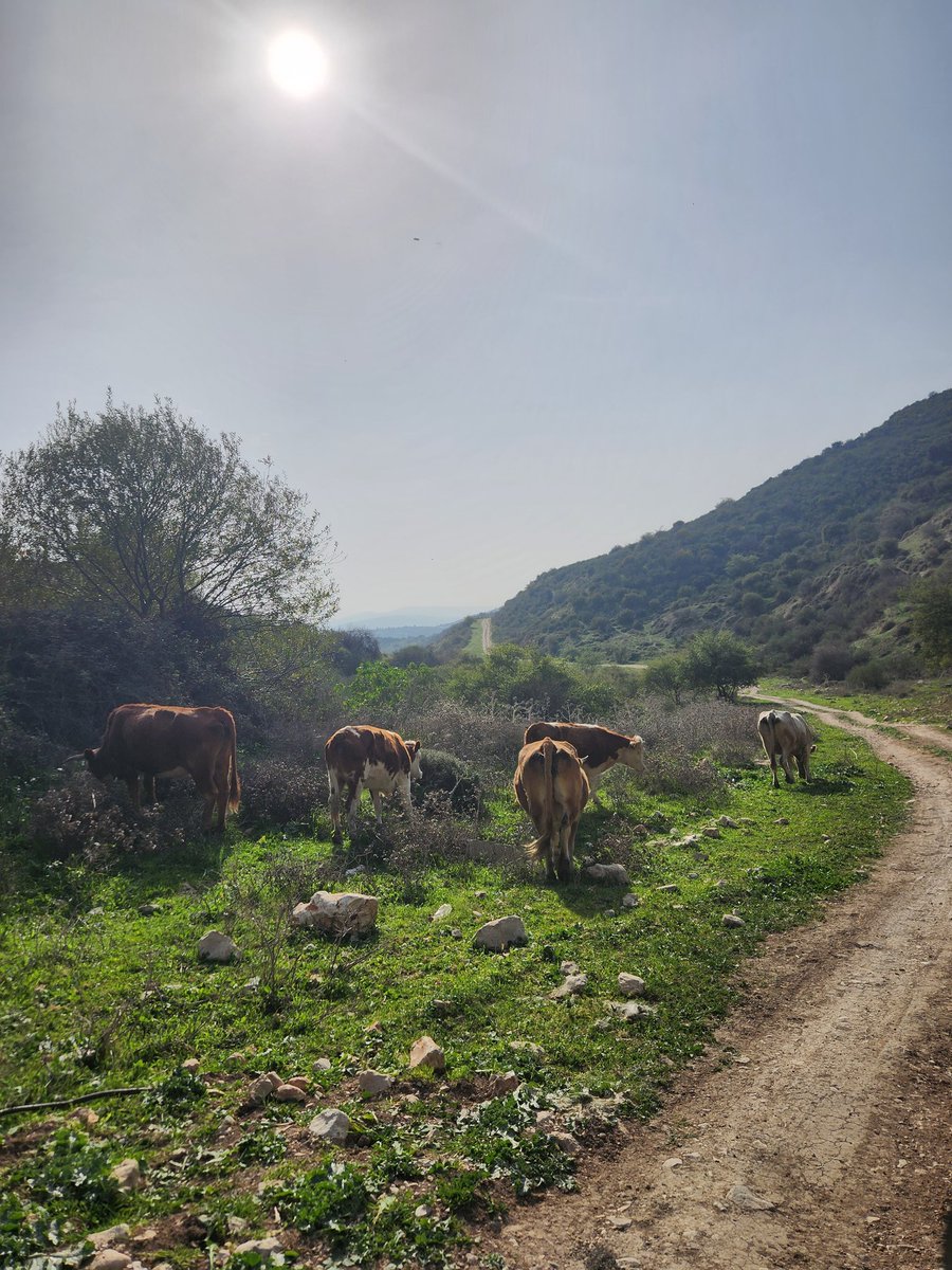 Shapi78's tweet image. צפון