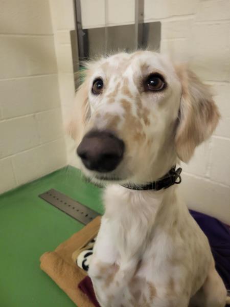 Please retweet to help Hedwig find a home #NOTTINGHAM #UK Sweet, happy, Saluki aged 1. He's looking for an active home. He can live with children aged 11+ and needs to be the only pet. DETAILS or APPLY👇 jerrygreendogs.org.uk #dogs #Saluki #pets