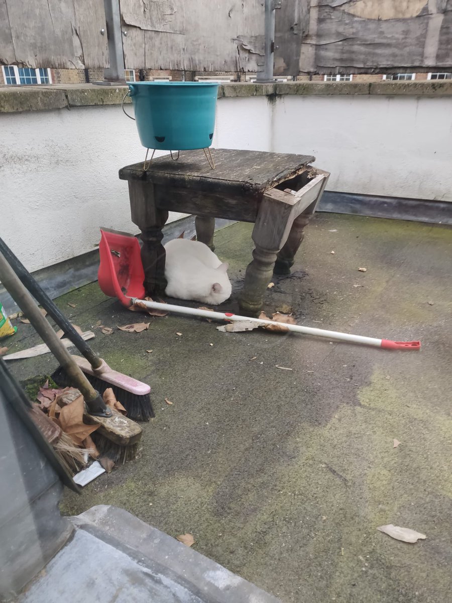 Is anyone in Bethnal Green Road E2 area missing a white cat?