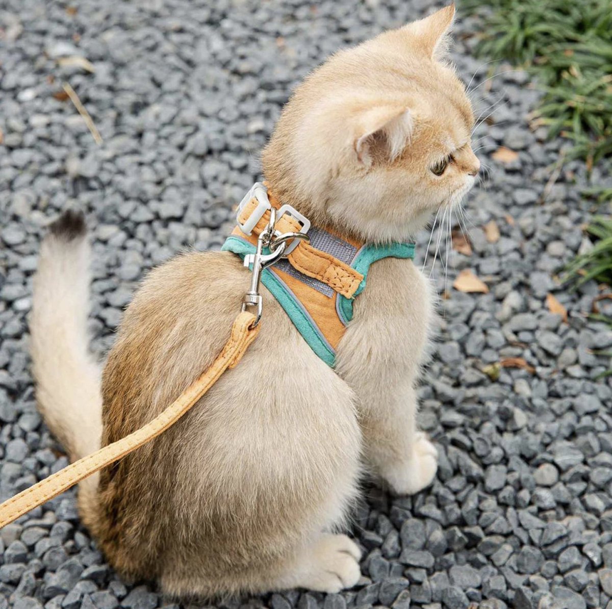 OutpostPet's tweet photo. Explore the great outdoors safely and comfortably with this stylish cat harness! This harness is escape proof, soft, and adjustable. Check out our website to get this directly delivery to you! 

https://t.co/rBKgbPF1Yh

#petharness #pets #catharness #outside #outdoorfun https://t.co/WMMN1eO8FE