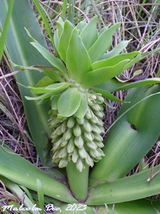 The February edition of IndigeNews - Witkoppen Wildflower Nursery's Newsletter - mailchi.mp/webmail/indige…