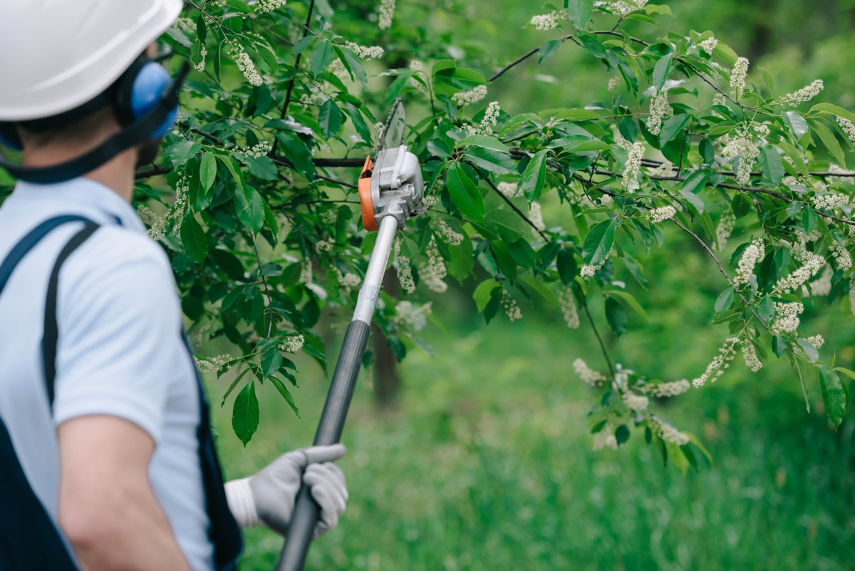 precisionplus_'s tweet photo. When the trees on your property are looking a little disheveled, Precision Plus Handyman Services can provide the tree trimming services you need. Contact us for more information! 
 
#PrecisionPlusHandymanServices #TreeTrimming https://t.co/E5LjwPkp1Q https://t.co/Cr8dRRozdg