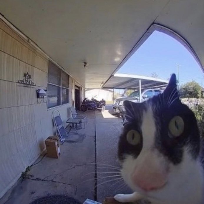 poorlycatdraw's tweet photo. hello….who’s there? https://t.co/LuoS6VSB9S