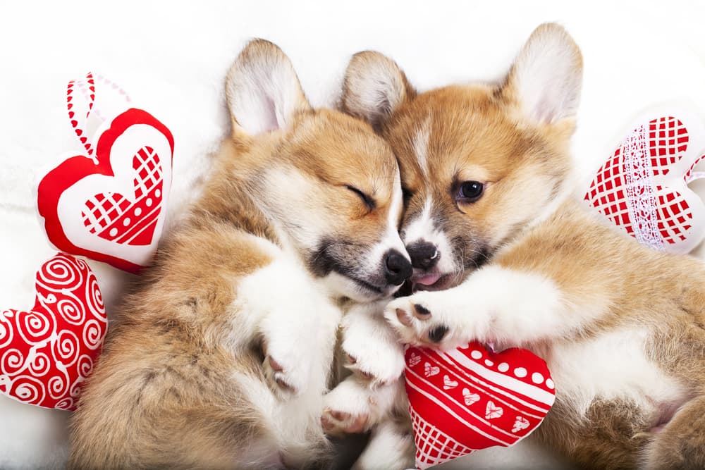 OutpostPet's tweet photo. Show your furry friend some love this Valentine's Day by getting them a new toy! 🐶

#ValentinesDay #ValentinesDay2023 #valentinedaydogs #love #pets #newtoy https://t.co/1mQz554Vtp