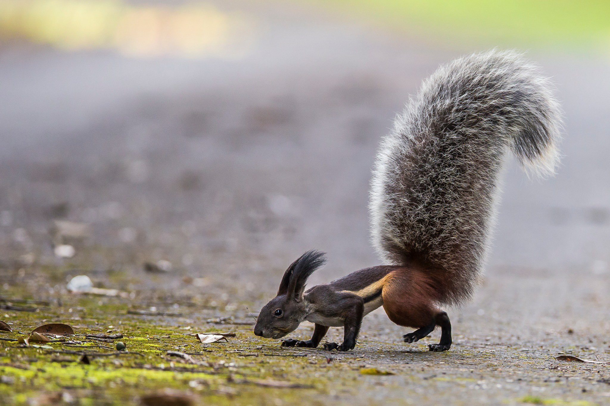 Borneo's 'carnivorous' squirrel actually mainly eats one kind of