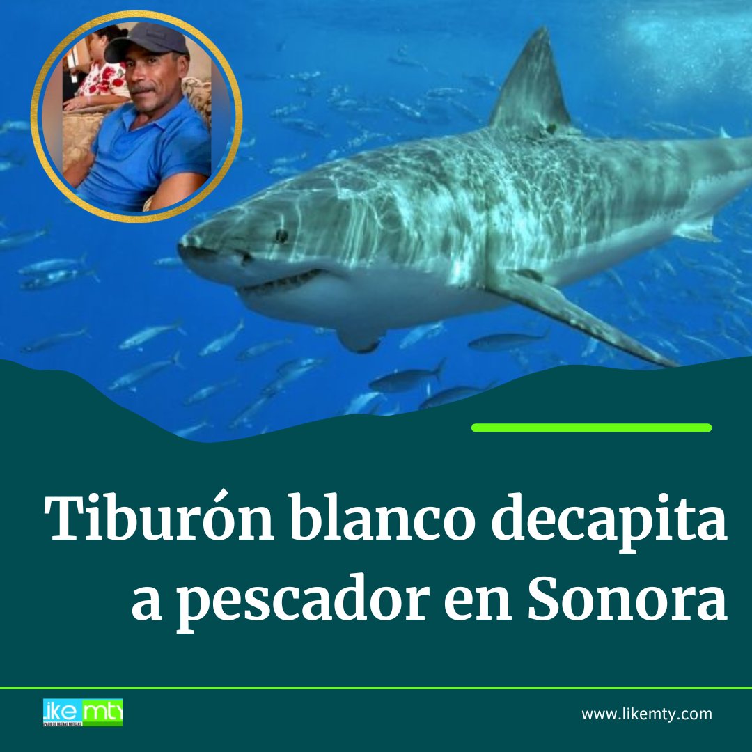 noticiascirculo's tweet photo. 🚨🙏🙏Manuel López estaba #buceando en mar abierto alrededor de las 11:30 cuando fue atacado por el #tiburón blanco de aproximadamente 6 metros.
@MtyFollow
@JudithMedrano
@Soloenmty_
@san_jemo
@VecinoEscobedo
@AtentosMTYSur
@Mty_Leones https://t.co/DWnLfsp09O