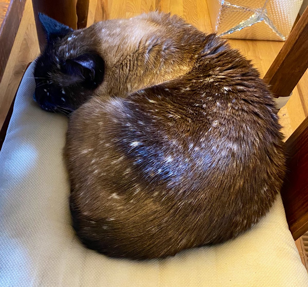 efilnikufsin's tweet photo. My #WFH coworkers are not nearly as motivating as one might think. #CatofRegret #ZipIN https://t.co/YMc6454Ru9