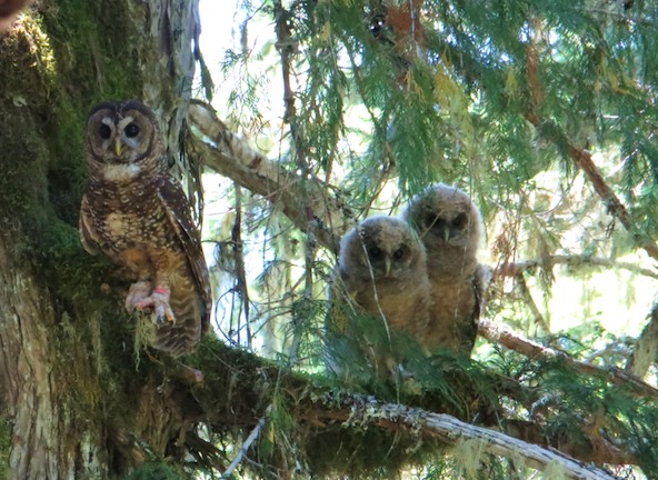 If it's not too much of a bird-en, you should come learn about #owls with us on a night hike on Feb. 25th! Reservations required for both the program and parking.

Learn more: ow.ly/byoL50MFTpc

#FindYourPark #EncuentraTuParque #endangeredspecies #muirwoods