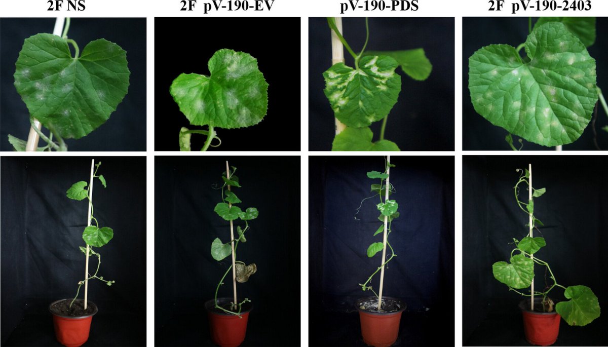 TheorApplGenet's tweet photo. Melon (Cucumis melo L.): recessive gene Cmpmr2F confers powdery mildew resistance 
https://t.co/QescJZbpLW https://t.co/1dwXfCCkVK