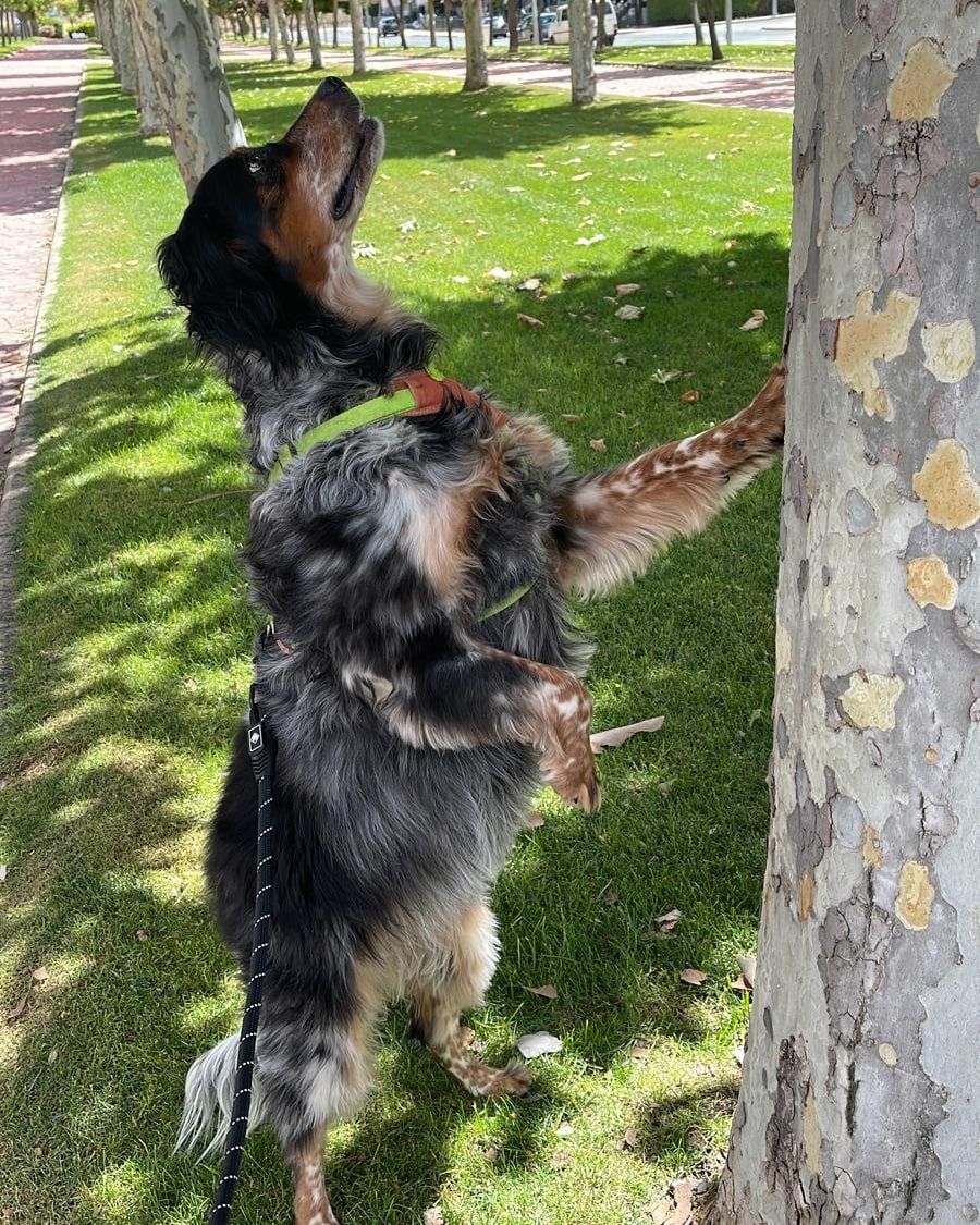 yasmii_7's tweet photo. La felicidad no se compra se saca a pasear.
#Setteringles  #cutedogs  #3chocolates #setterlive #dog #petsofinstagram #setteroftheday #tricolorsetter #photography  #perrofeliz #cuatropatas #tricolors #milka  #petlover #settersofinstagram https://t.co/QjeBfULOOx