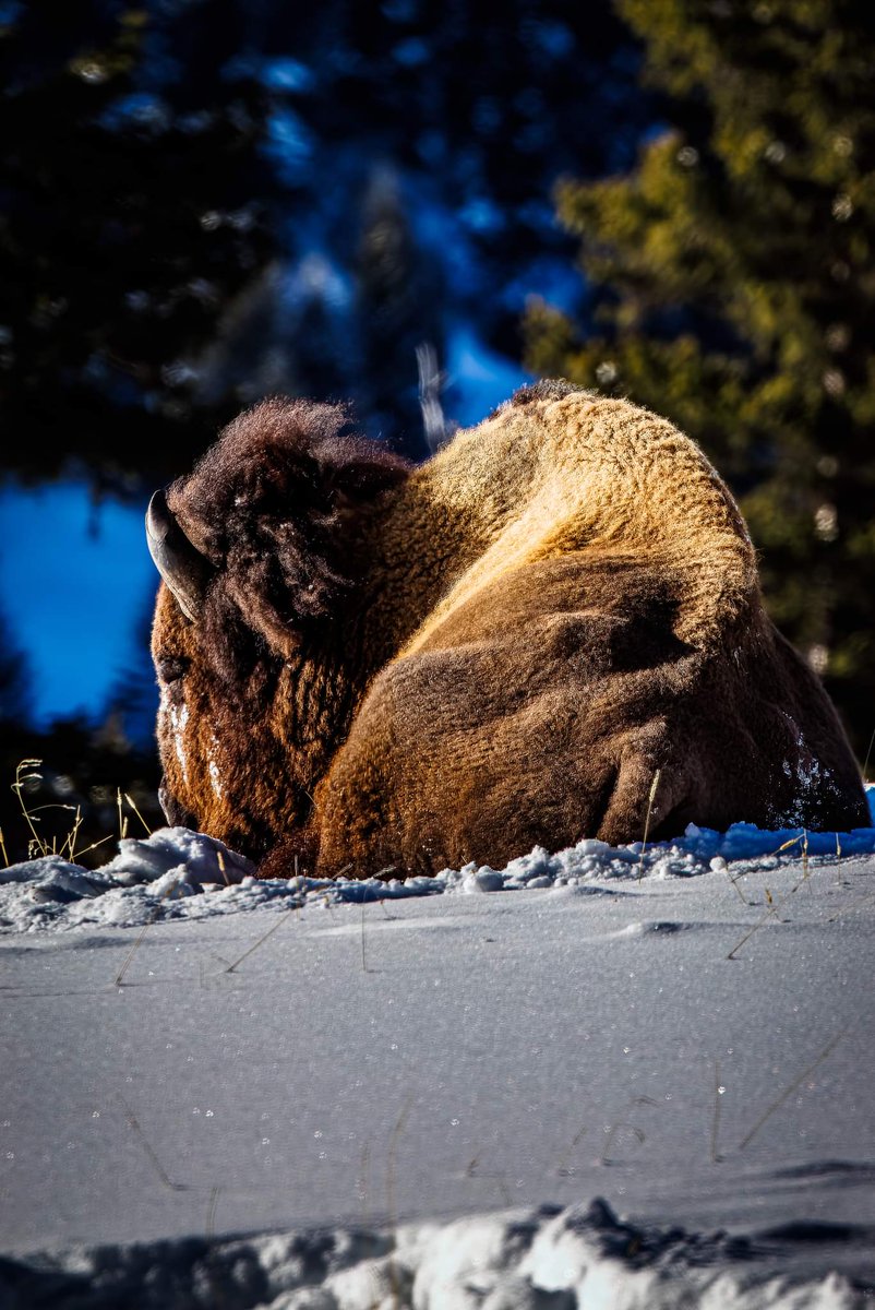 More bison from Yellowstone on this snowy day back on the east coast, but I'll take the 27 degrees over -20