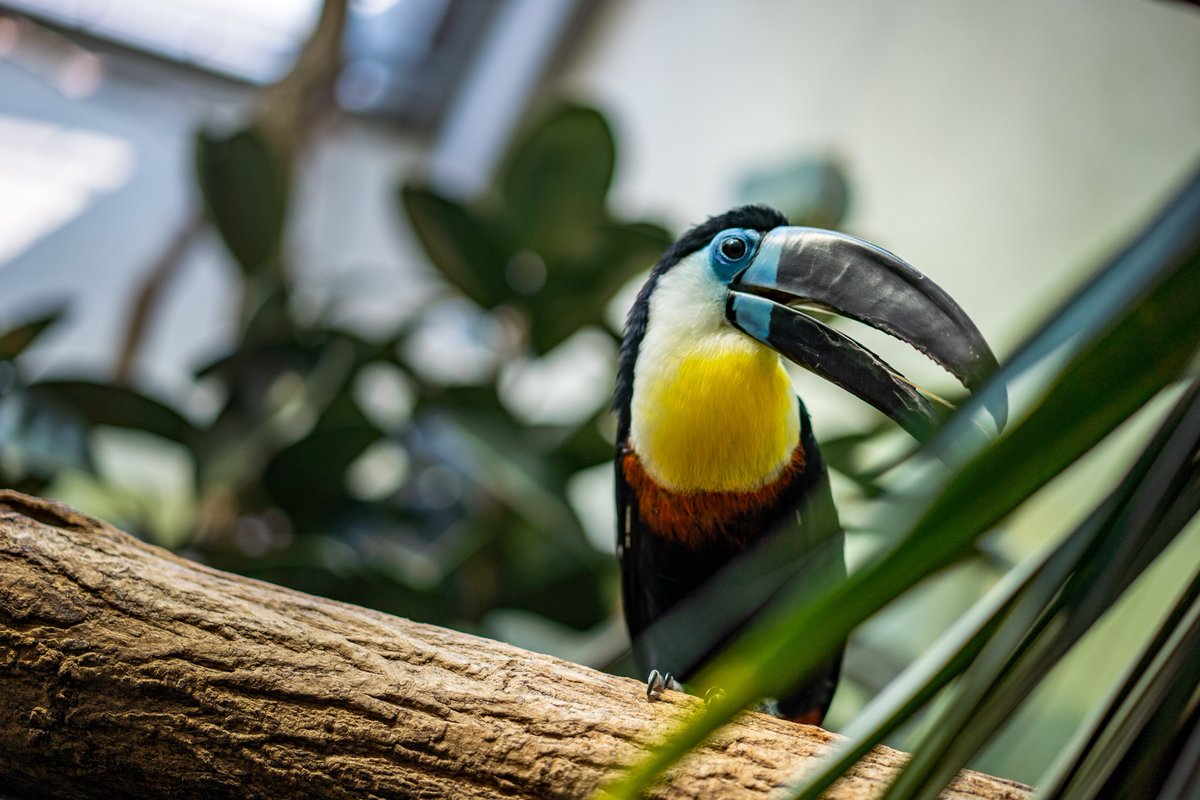"Photography helps people to see." - Berenice Abbott

Credit to: Alin Anderse <a href="/alin_space/">Alin Andersen</a> 

#focusmarket #photography #nftphotography #birds #zoo #toucan