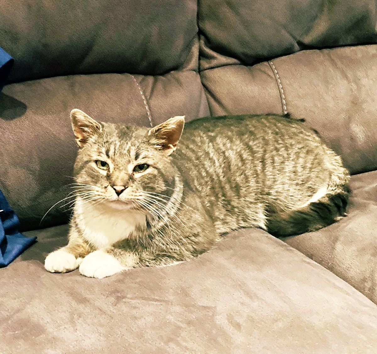 Rescued a feral cat that was injured and now he’s recovering in the house. Looks like a Bobcat #CatsOfTwitter