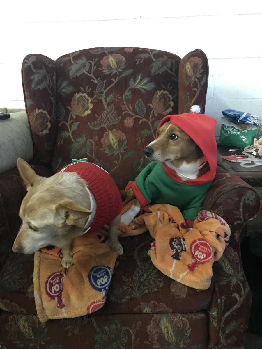 ball_dale's tweet photo. Has anyone seen Indy the BBA Shop Mascot?  Last seen at BBA with Pico the Guard Dog Pico came home Indy did not. Please call BBA at 424-332-7101 or bring him back to us at 2235 W. Whitendale Ave. https://t.co/hwloJSIWZv