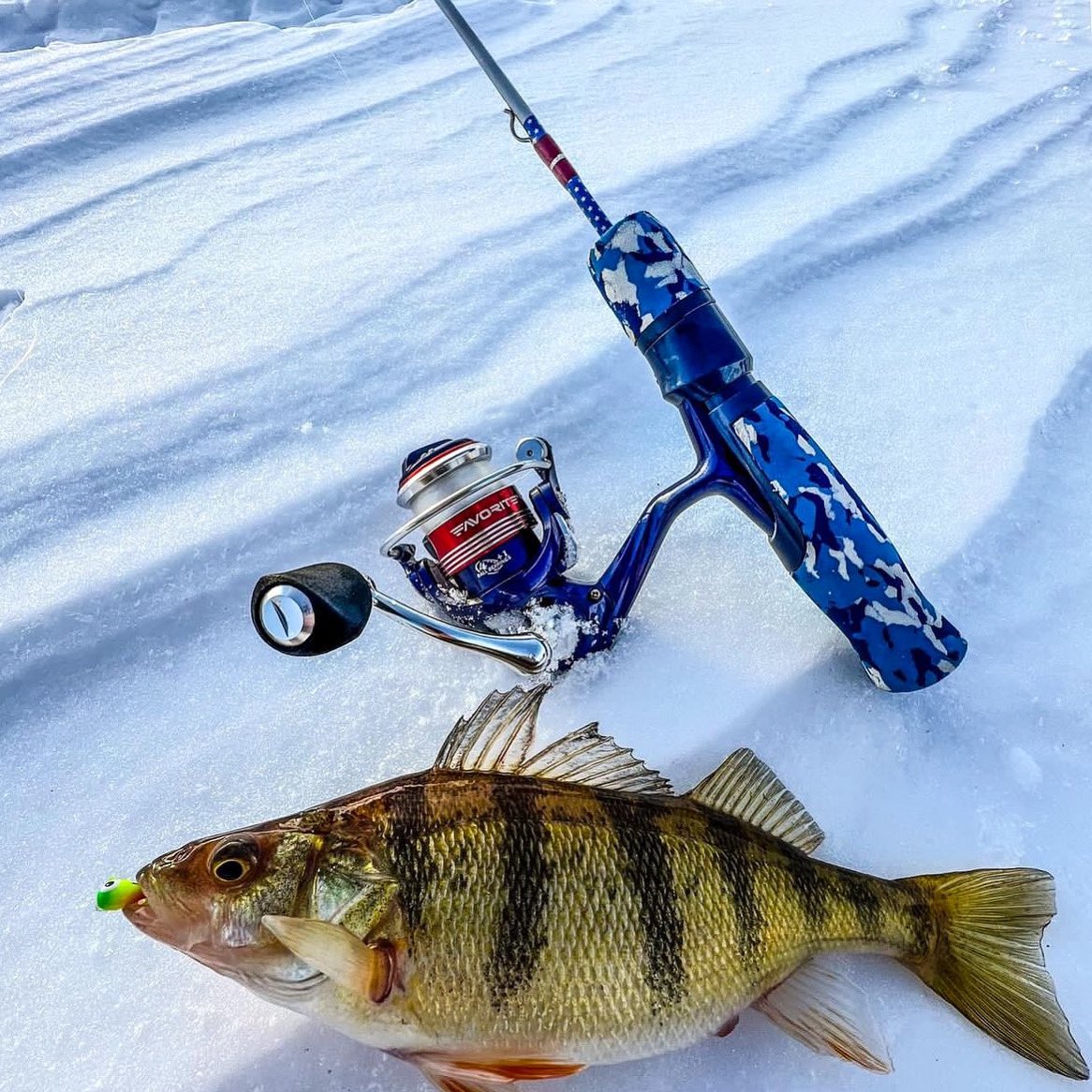 Wow what an awesome specimen caught through the ice! #fishing #icefishing #perch #perchfishing #panfish #viciouspanfish #viciousice #viciousfishing #viciousfishingline #getvicious