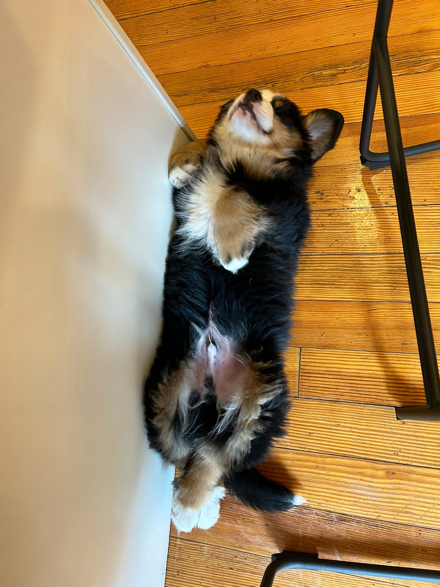 Otto is back for applause with crisscrossed paws <a href="/dog_rates/">WeRateDogs</a>